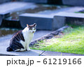 ねこ ねこ 61219166