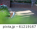 ねこ ねこ 61219167