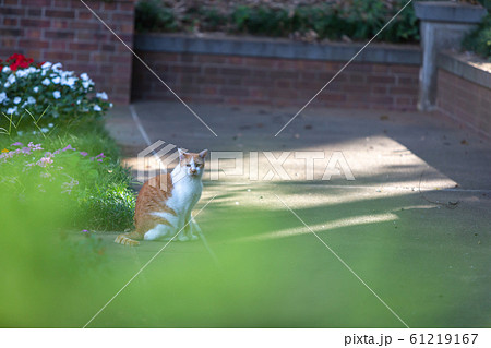 ねこ ねこ 61219167