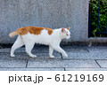 ねこ ねこ 61219169