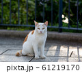 ねこ ねこ 61219170