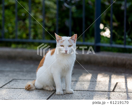 ねこ 61219170