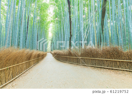 京都嵐山_竹林の小径 京都嵐山_竹林の小径 61219752