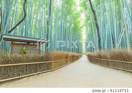 京都嵐山_竹林の小径 京都嵐山_竹林の小径 61219753