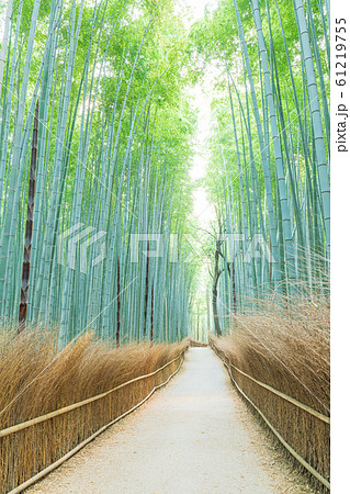 京都嵐山 竹林の小径の写真素材