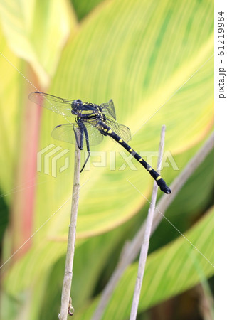 コオニヤンマ 61219984