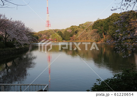 神奈川県横浜市鶴見区の県立三ツ池公園の風景 神奈川県横浜市鶴見区の県立三ツ池公園の風景 61220654