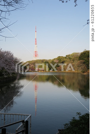 神奈川県横浜市鶴見区の県立三ツ池公園の風景 神奈川県横浜市鶴見区の県立三ツ池公園の風景 61220655