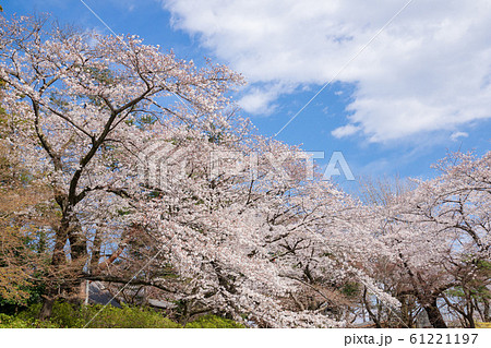 満開の桜 満開の桜 61221197