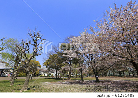 足立区東綾瀬公園 青空と桜 足立区東綾瀬公園 青空と桜 61221488