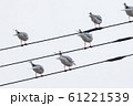 電線のカモメ 61221539
