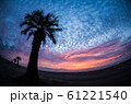 朝焼け（ヤシのシルエット） 61221540
