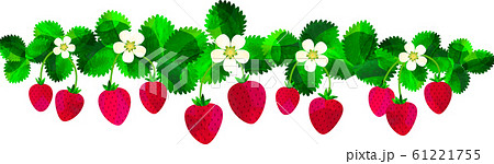 いちご 苺 葉っぱ 葉 花 ストロベリー 背景素材 ライン 枠 帯のイラスト素材