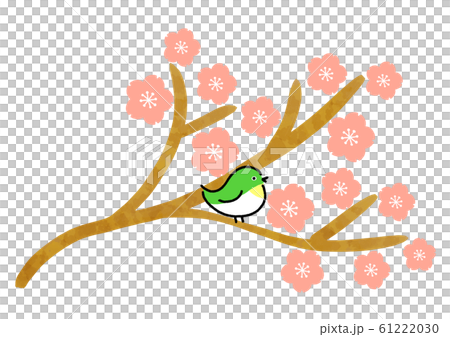 桜　めじろ 61222030