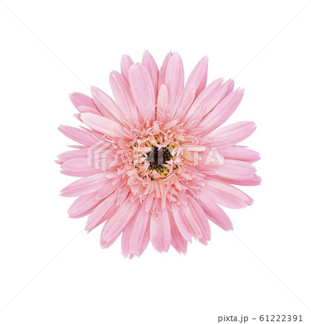 Pink flower head isolated on white background. 61222391