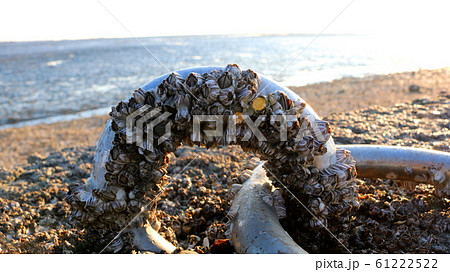 フジツボ 魚介類 貝 61222522