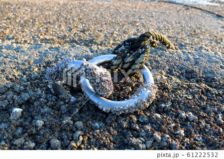 フジツボ 魚介類 貝 61222532