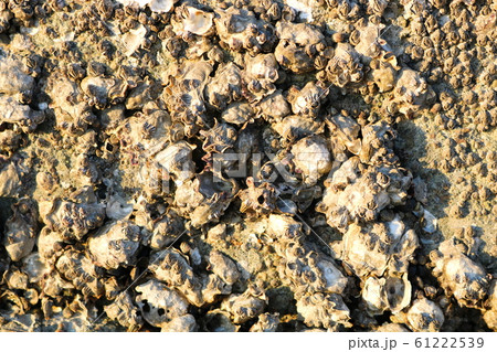 フジツボ 魚介類 貝 61222539