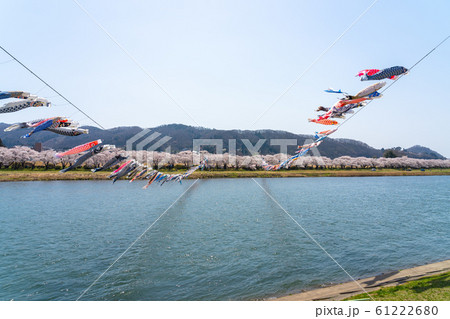 北上展勝地さくらまつり　満開の桜　春　観光名所　自然　青空　晴れ　カラフル　東北地方 61222680