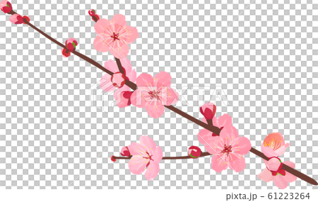 Plum blossom inner back - Stock Photo [61894820] - PIXTA