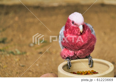 モモイロインコ 61223669