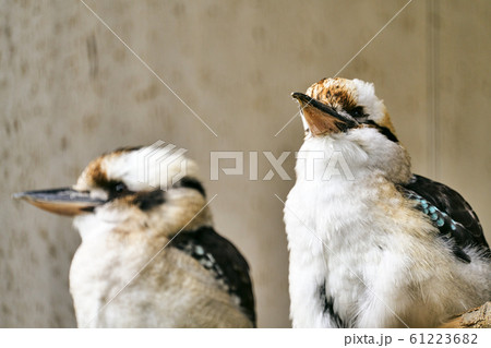 ワライカワセミ 61223682