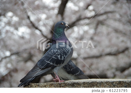 鳩 桜 61223795