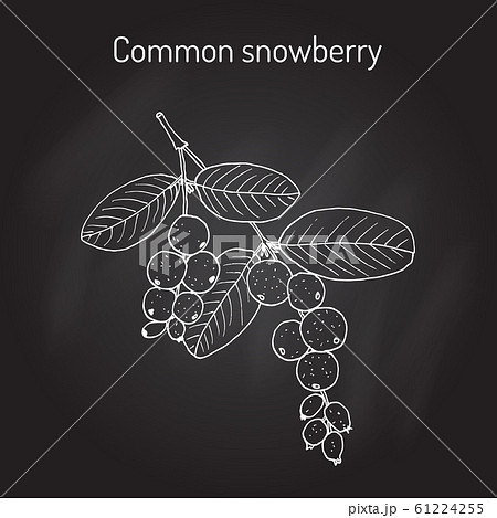 Common snowberry Symphoricarpos albus , ornamental and medicinal plant 61224255