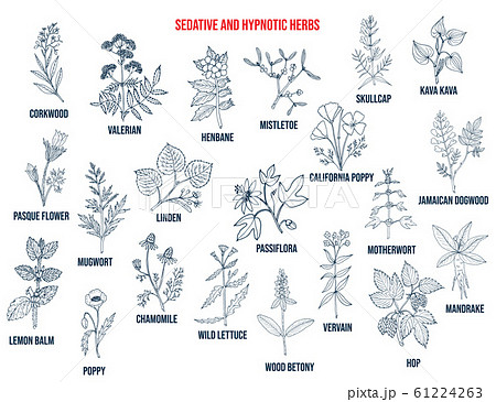 Best sedative and hypnotic herbs 61224263