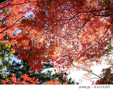 大窪寺の紅葉 大窪寺の紅葉 61224265