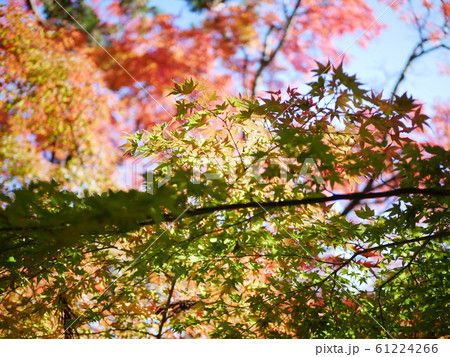 大窪寺の紅葉 61224266