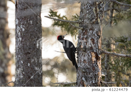 クマゲラ クマゲラ 61224479