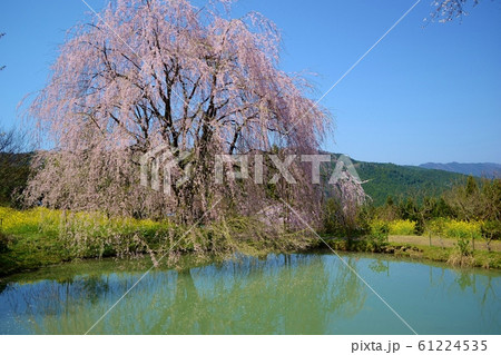しだれ桜 しだれ桜 61224535