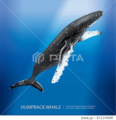 Humpback Whale Under The Sea Vector Illustrationのイラスト素材