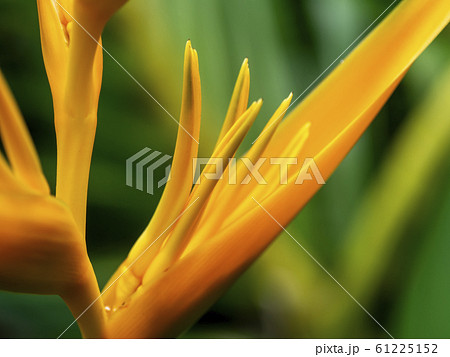 Close up pollen of Yellow Heliconia flower Close up pollen of Yellow Heliconia flower 61225152