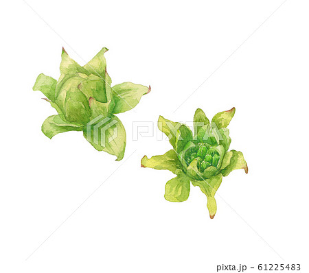 春の山菜、フキノトウの水彩イラスト 61225483