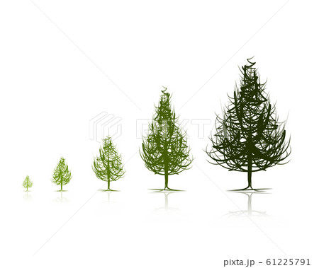 Stages of growing tree for your designのイラスト素材 [61225791] - PIXTA