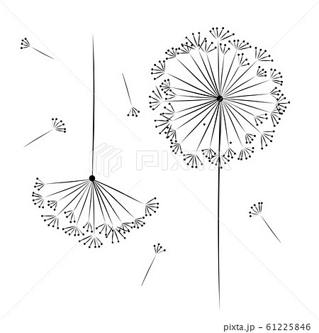 Dandelion flower for your design Dandelion flower for your design 61225846