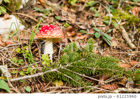 Amanita muscaria mushroom close up, nature Amanita muscaria mushroom close up, nature 61225960