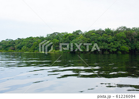 Panorama from Amazon rainforest, Brazilian wetland 61226094