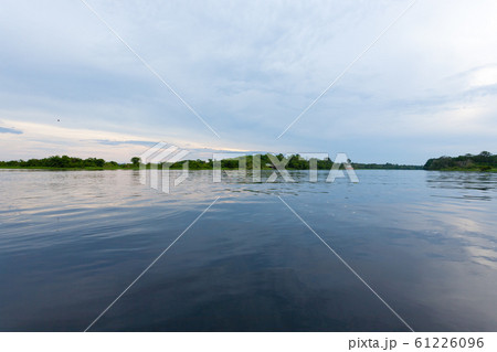 Panorama from Amazon rainforest, Brazilian wetland Panorama from Amazon rainforest, Brazilian wetland 61226096
