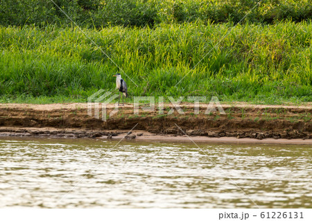 Beautiful Pantanal landscape, South America, 61226131