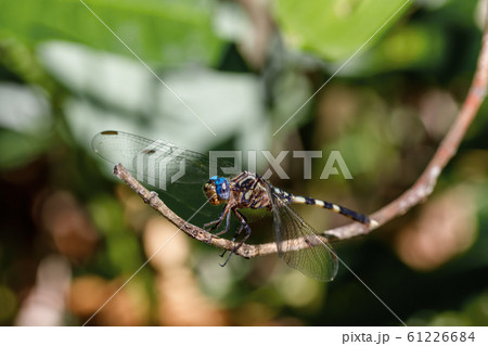 Dragonfly in rainforest Madagascar wildlife 61226684