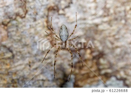 orb-weaver spider spider, Madagascar wildlife 61226688