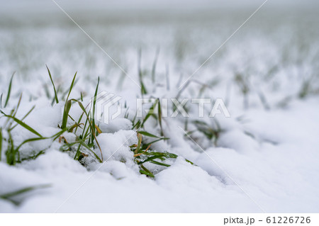 Wheat field covered with snow in winter season. Winter wheat. Green grass, lawn under the snow. Harvest in the cold. Growing grain crops for bread. Agriculture process with a crop cultures. 61226726