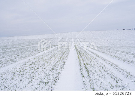 Wheat field covered with snow in winter season. Winter wheat. Green grass, lawn under the snow. Harvest in the cold. Growing grain crops for bread. Agriculture process with a crop cultures. Wheat field covered with snow in winter season. Winter wheat. Green grass, lawn under the snow. Harvest in the cold. Growing grain crops for bread. Agriculture process with a crop cultures. 61226728