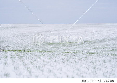 Wheat field covered with snow in winter season. Winter wheat. Green grass, lawn under the snow. Harvest in the cold. Growing grain crops for bread. Agriculture process with a crop cultures. 61226760