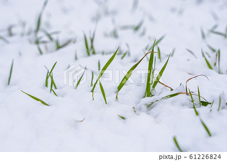 Wheat field covered with snow in winter season. Winter wheat. Green grass, lawn under the snow. Harvest in the cold. Growing grain crops for bread. Agriculture process with a crop cultures. 61226824