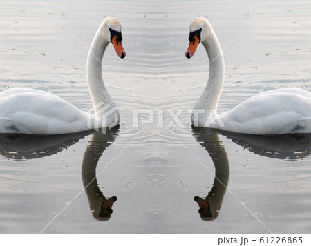 Two white swans on water with reflection 61226865