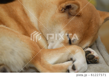 眠い柴犬 眠い柴犬 61227371